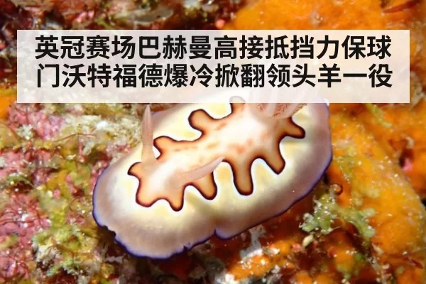 英冠赛场巴赫曼高接抵挡力保球门沃特福德爆冷掀翻领头羊一役